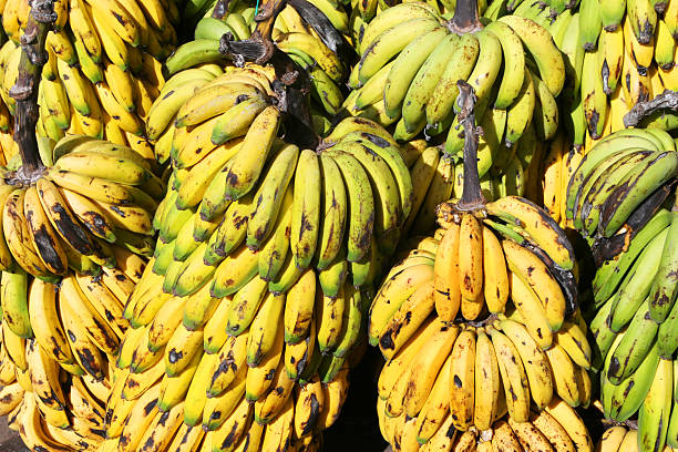 Banana Bunch stock photo