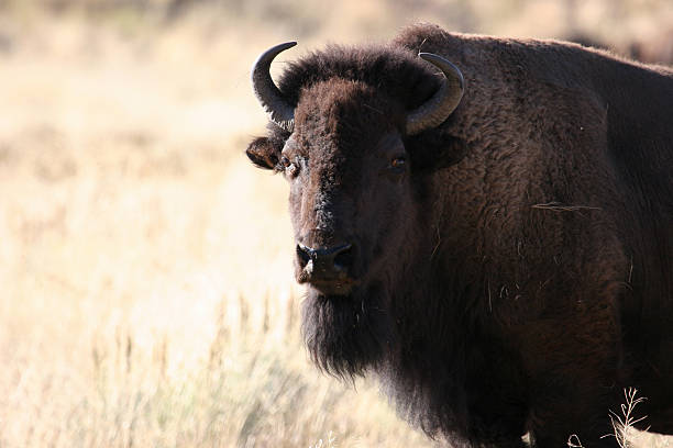 Bison stock photo
