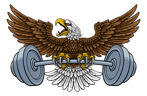 A bald eagle hawk weight lifting or gym fitness mascot holding a barbell