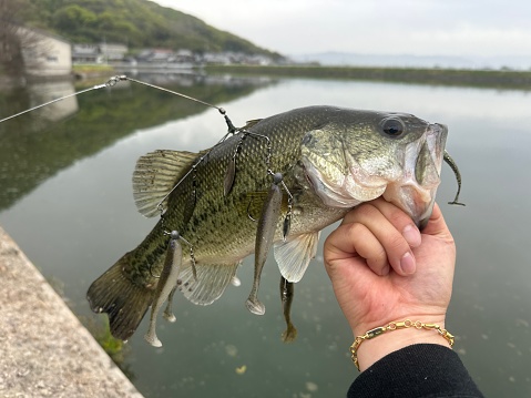 A beautiful largemouth bass caught in a pond