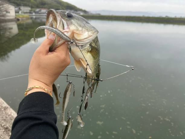 istock A beautiful largemouth bass caught in a pond 1482351682