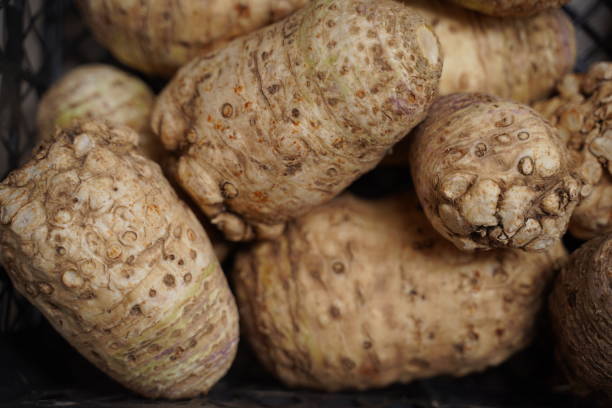 Celery roots background. Ecologically pure products of plant origin. Vegetable background. Celery roots background. Ecologically pure products of plant origin. Vegetable background. Selective focus Celeriac stock pictures, royalty-free photos & images