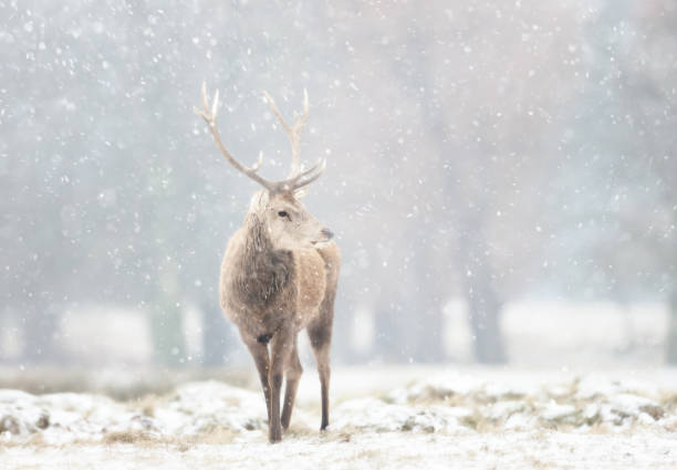 istock Red deer stag in the falling snow in winter 1482353293