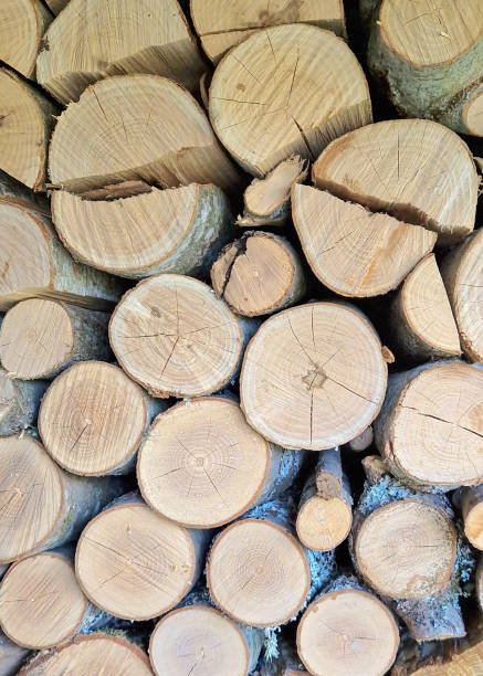 istock wood cut and stacked ready for the fireplace 1482353398