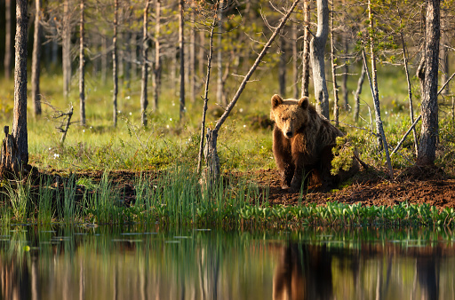 Eurasian Brown bear standing by a pond in forest in summer, Finland.