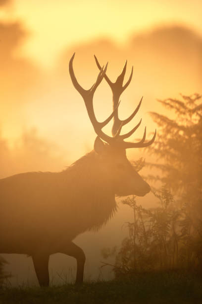 istock Red Deer stag during rutting season at sunrise 1482353690