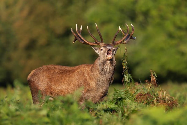 istock Red deer stag calling during rutting season in autumn 1482354369
