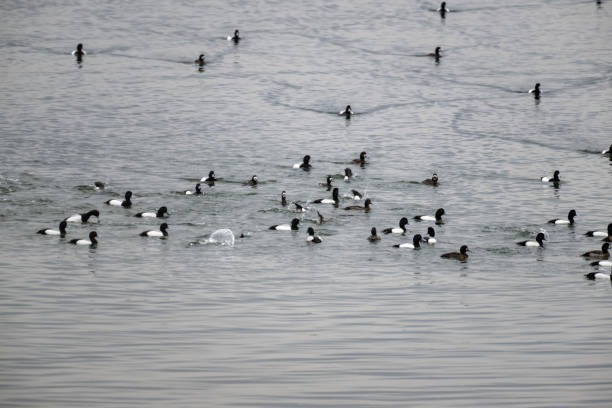 istock A flock of migratory birds on the water 1482354450