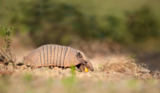 istock Six-banded armadillo eating palm fruit 1482354465