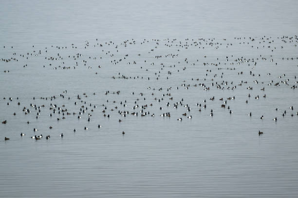 istock A flock of migratory birds on the water 1482354472
