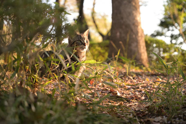 istock Cats living in the park 1482354521