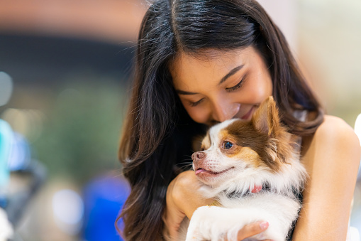 Happy Asian woman playing with her chihuahua dog at cafe in pets friendly shopping mall. Domestic dog and owner have fun outdoor lifestyle travel city on summer holiday vacation. Pet Humanization concept.