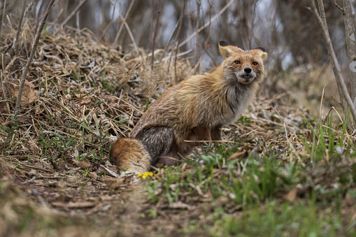a fox looks for food on Santa Cruz Island, Channel Islands, California
