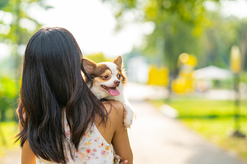 Happy Asian woman walking and playing with chihuahua dog at pets friendly dog park. Domestic dog with owner enjoy urban outdoor lifestyle in the city on summer vacation. Pet Humanization and pet parent concept.