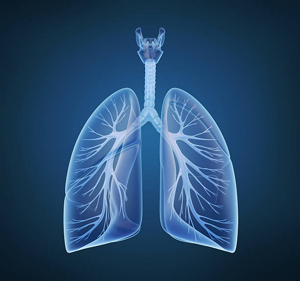 istock Human lungs and bronchi in x-ray view 148235529