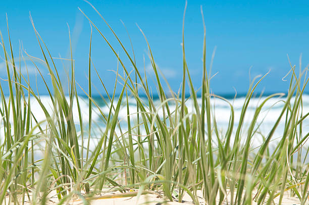 Green beach grass stock photo
