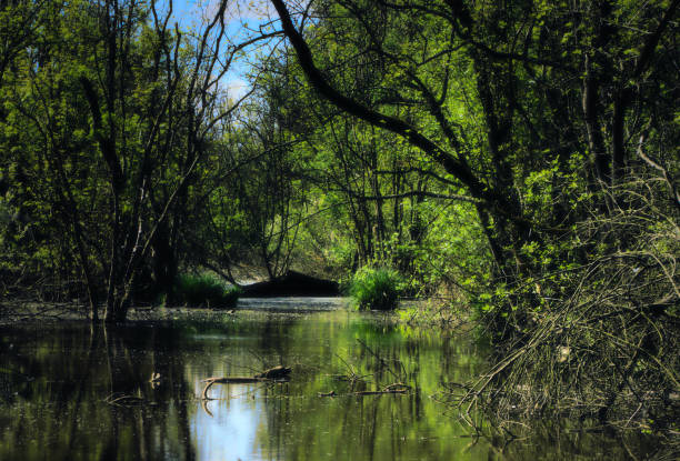 istock Pool of dark water in Punta Alberete (Ravenna, Italy) 1482357872