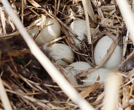 This is Natural Wild Birds Blue Eggs within Nest.