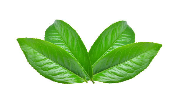 hojas de té verde aislado en blanco - green tea herbal medicine ground isolated fotografías e imágenes de stock