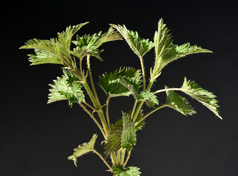 The big nettle, Urtica dioica, belongs to the wild herbs and wild vegetables. It is a wild plant with green flowers. It is an important medicinal plant and is also used in medicine.
