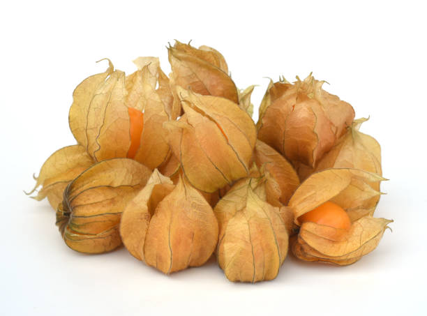 istock Cape gooseberry, peruviana, 1482364454