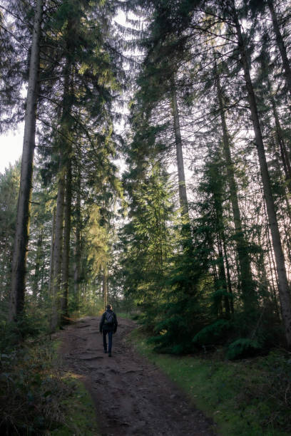 istock evening sunlight in the forest near Hamburg in Germany 1482365882