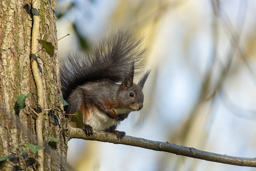 Pregnant eurasian red squirrel (Sciurus vulgaris) sitting on a tree enjoying the sunlight.