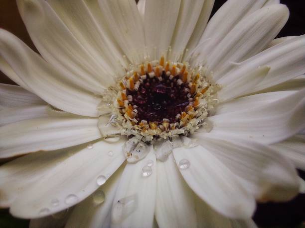 Nahaufnahme einer weißen Blüte der Margerite im Frühling mit Morgentau.