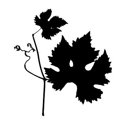 The imprint of a natural branch of grapes. Silhouette of a grape leaf. Botanical vector illustration.