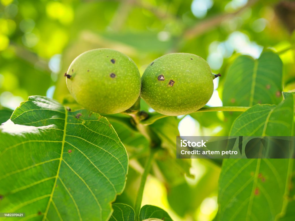 Walnut Tree Close Two Green Walnuts Closeup Growing On A Tree Stock Photo - Download ...