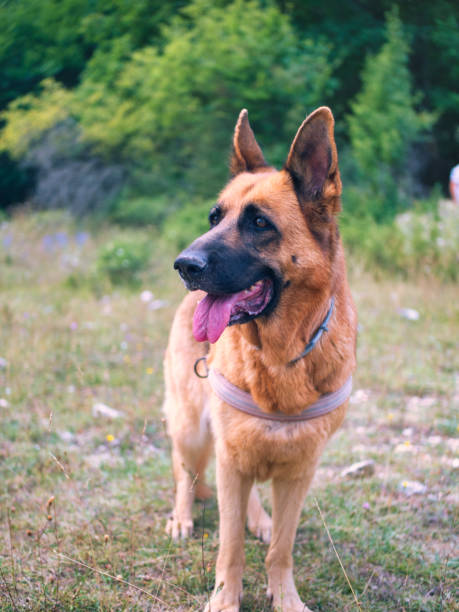 istock German shepherd is standing in the park. 1482370746