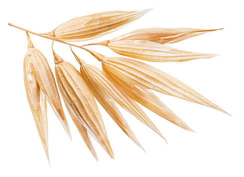 Oat ears or oats plant isolated on white background.