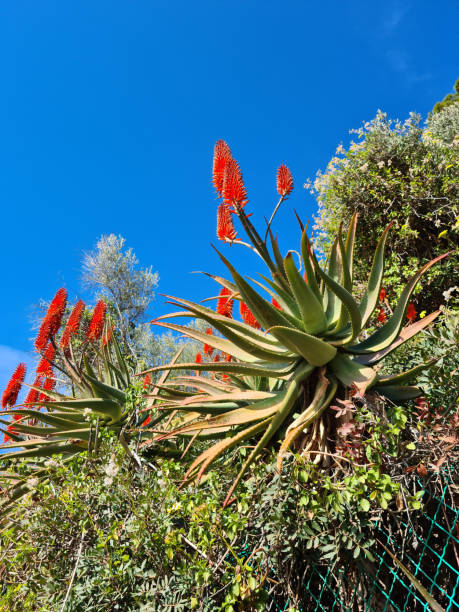 istock Vivid Aloe Blooms Summer Radiance 1482370916