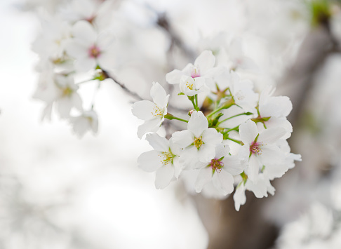 Cherry blossom bud in springtime