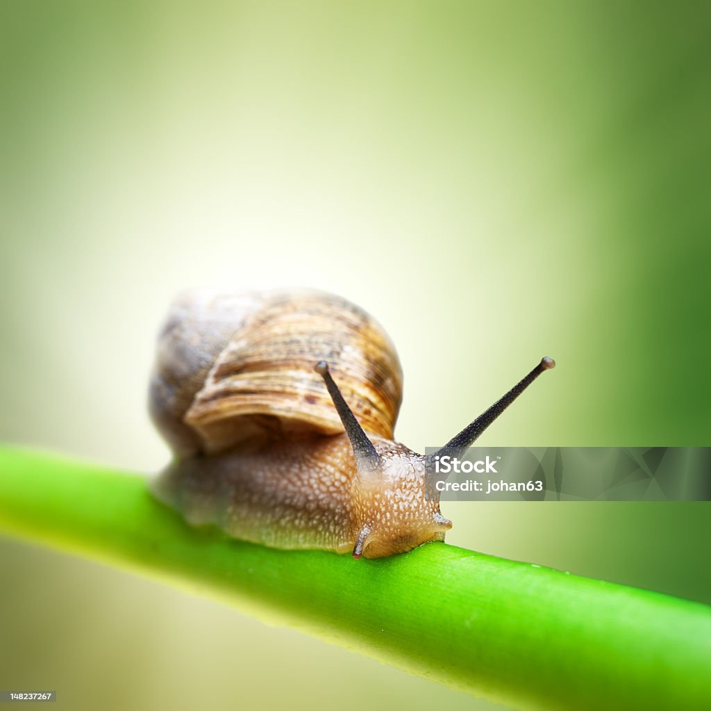 Snail on green stem Snail crawling on green stem Animal Stock Photo