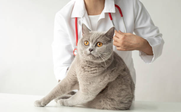 istock Veterinarian And British Shorthair 1482373055