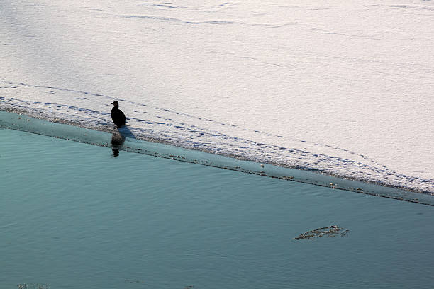 Polarlandschaft mit großartigen cormorant – Foto