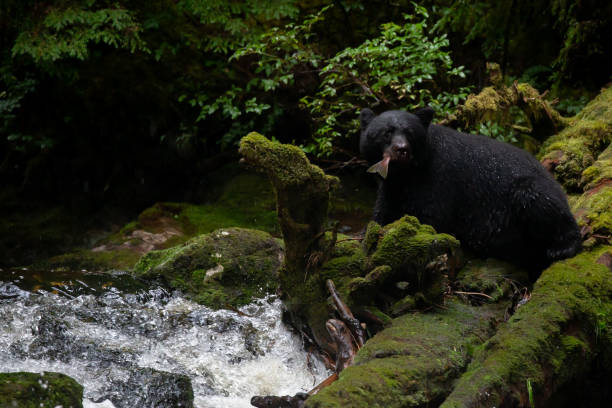 istock Black Bear Fishing British Columbia 1482375577
