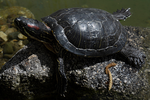 Adult Male Eastern box turtle showing his color on a lichen covered rock