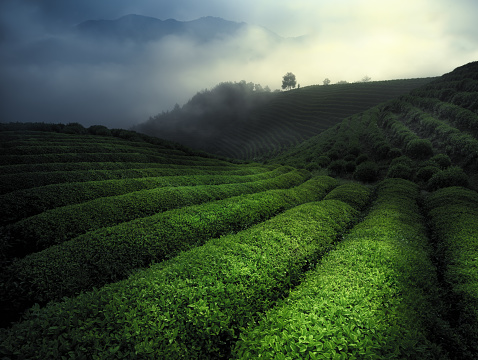green tea field in the morning, there is fog and mist