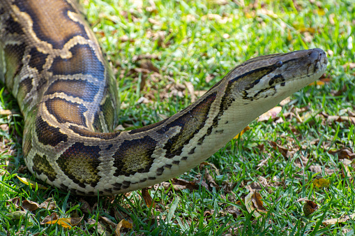 Burmese Python slithering along the grass with its head extended above the grass.