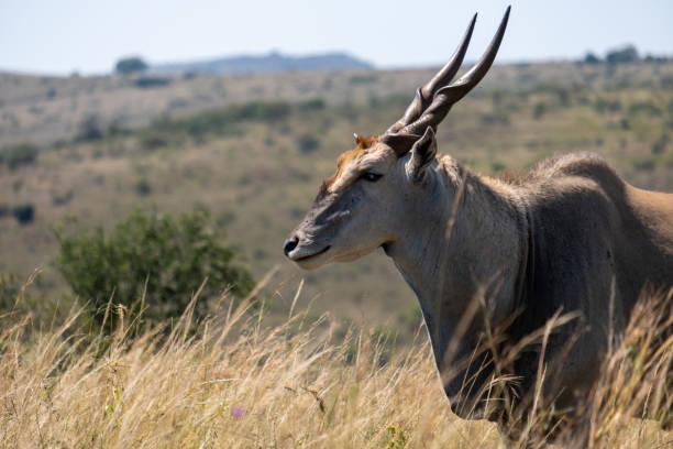 eland antelope - eland fotografías e imágenes de stock