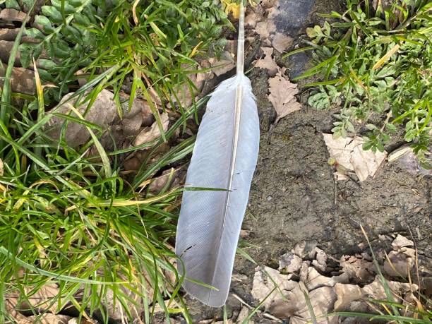 istock A single dove feather lies on the way 1482378027