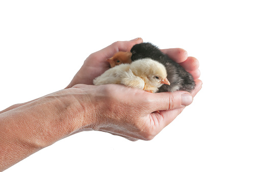 Cute newborn chickens in the human hands isolated on white. Life at the farm. Caring domestic birds