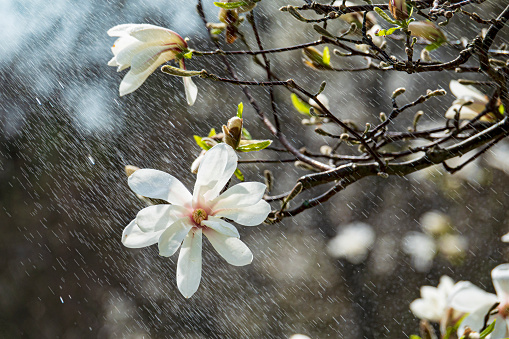 Branch with big blooming magnolia flowers on the rain. Spring weather mood