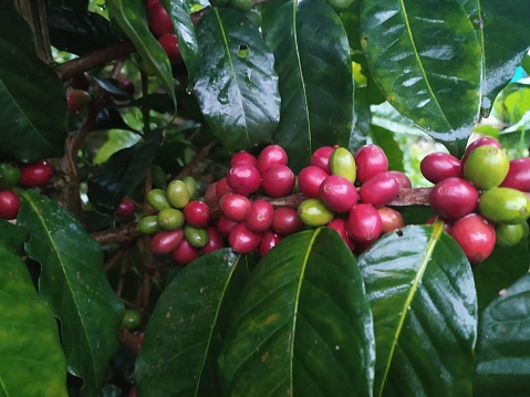 Arabica and Robusta coffee. Organic red coffee beans, fresh, raw coffee beans on a coffee plantation. Kamojang, West Java, Indonesia.