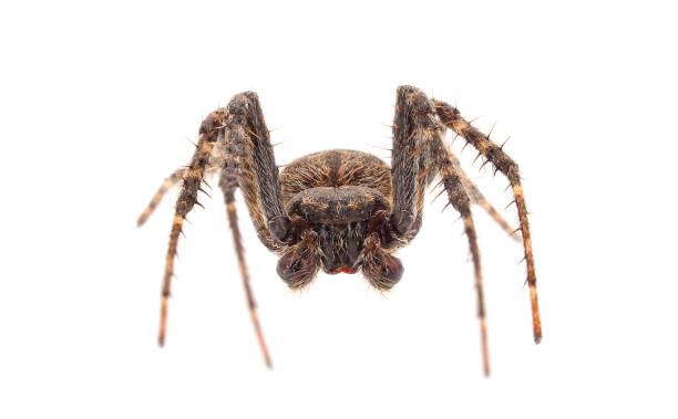 istock Walnut orb-weaver spider isolated on white background, Nuctenea umbratica male 1482379449