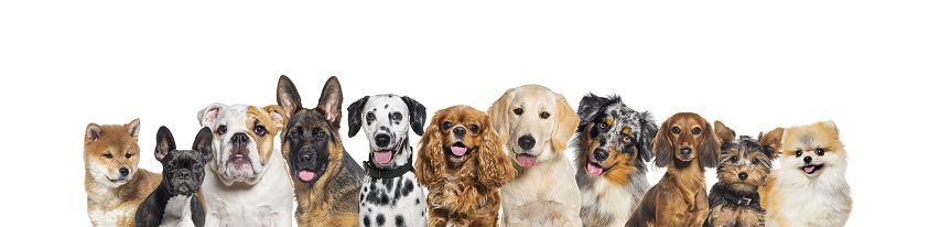 Row of different size and breed dogs over white horizontal social media or web banner with copy space for text. Dogs are looking at the camera, some cute, panting or happy