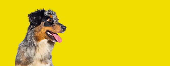 Blue merle australian shepherd dog panting mouth open isolated on a yellow background