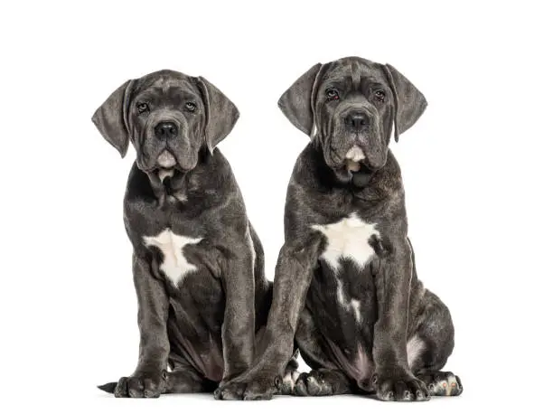 Cane corso puppies dog, Twelve weeks old, sitting together, isolated on white
